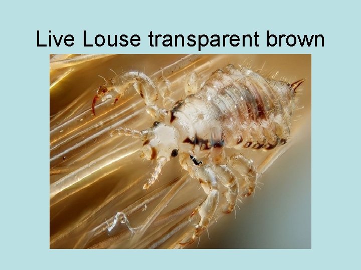 Live Louse transparent brown 