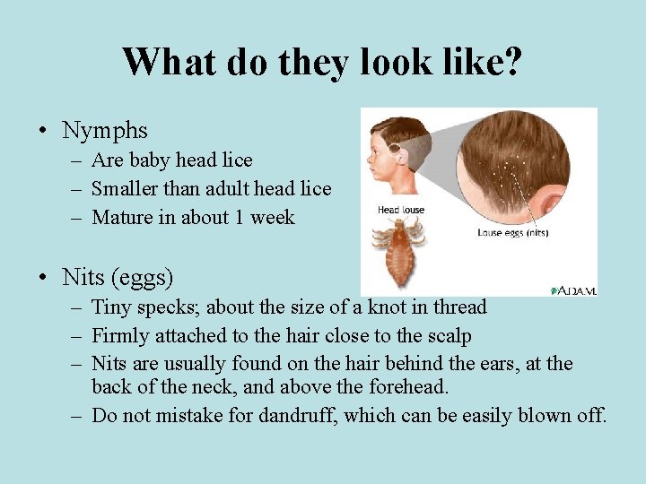 What do they look like? • Nymphs – Are baby head lice – Smaller