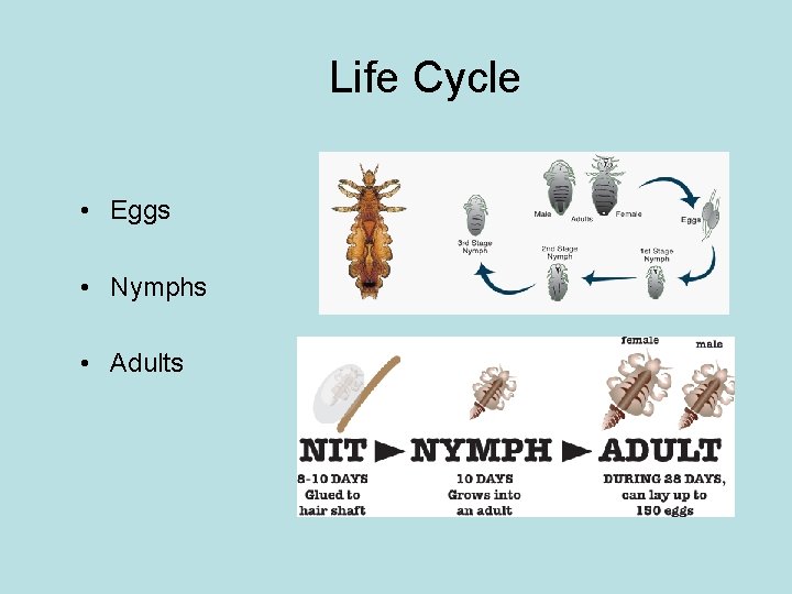 Life Cycle • Eggs • Nymphs • Adults 