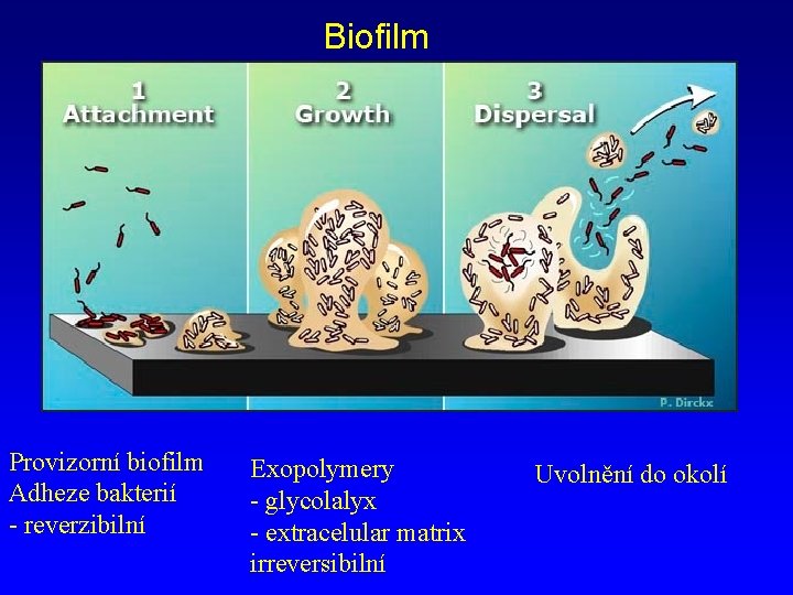 Biofilm Provizorní biofilm Adheze bakterií - reverzibilní Exopolymery - glycolalyx - extracelular matrix irreversibilní