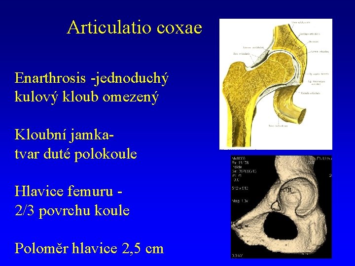 Articulatio coxae Enarthrosis -jednoduchý kulový kloub omezený Kloubní jamkatvar duté polokoule Hlavice femuru 2/3