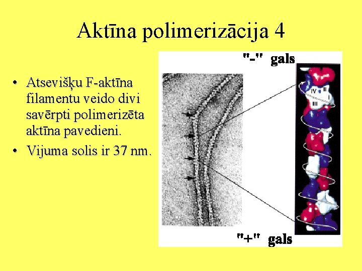 Aktīna polimerizācija 4 • Atsevišķu F-aktīna filamentu veido divi savērpti polimerizēta aktīna pavedieni. •