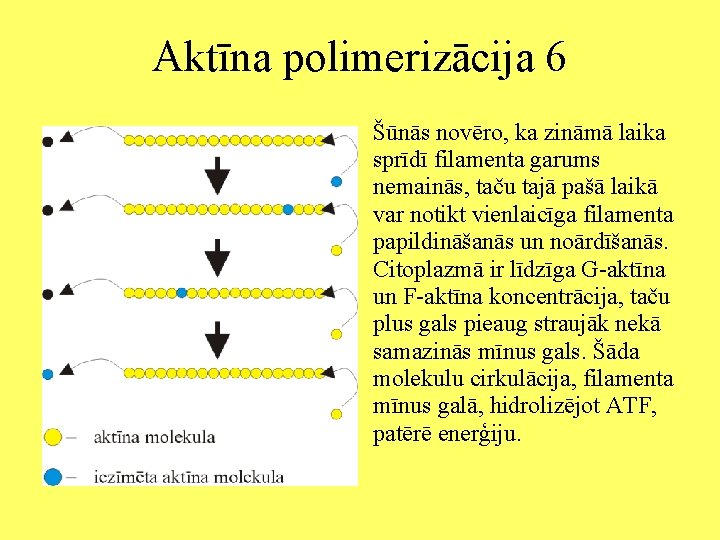 Aktīna polimerizācija 6 Šūnās novēro, ka zināmā laika sprīdī filamenta garums nemainās, taču tajā