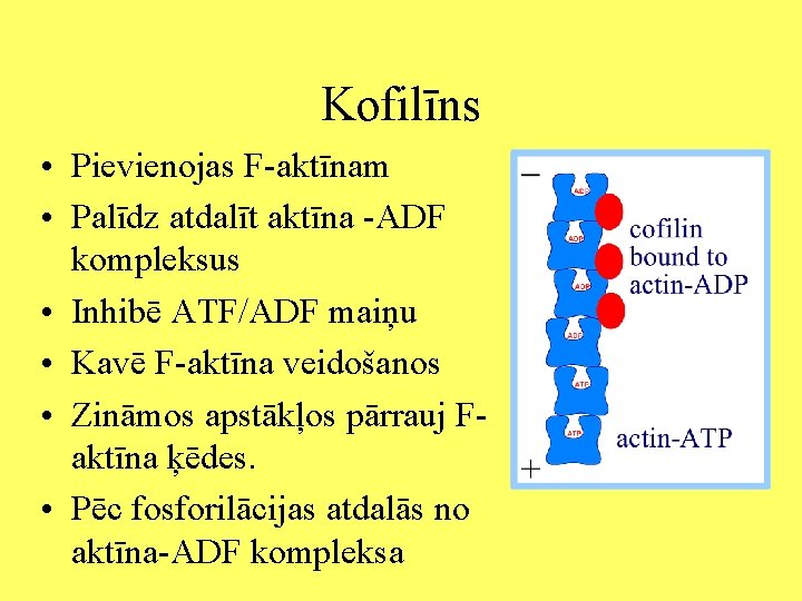 Kofilīns • Pievienojas F-aktīnam • Palīdz atdalīt aktīna -ADF kompleksus • Inhibē ATF/ADF maiņu