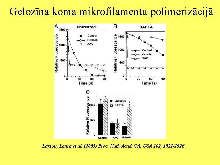 Gelozīna koma mikrofilamentu polimerizācijā Larson, Laura et al. (2005) Proc. Natl. Acad. Sci. USA