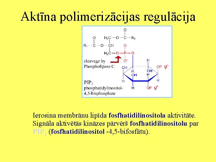 Aktīna polimerizācijas regulācija Ierosina membrānu lipīda fosfhatidilinositola aktivitāte. Signāla aktivētās kināzes pārvērš fosfhatidilinositolu par