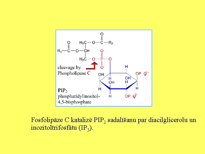 Fosfolipāze C katalizē PIP 2 sadalīšanu par diacilglicerolu un inozitoltrifosfātu (IP 3). 