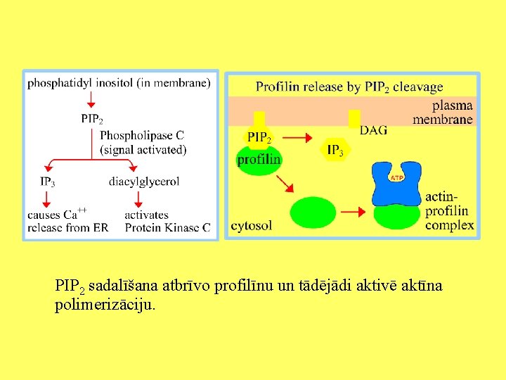 PIP 2 sadalīšana atbrīvo profilīnu un tādējādi aktivē aktīna polimerizāciju. 