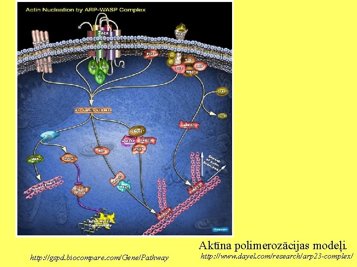 Aktīna polimerozācijas modeļi. http: //gspd. biocompare. com/Gene/Pathway http: //www. dayel. com/research/arp 23 -complex/ 
