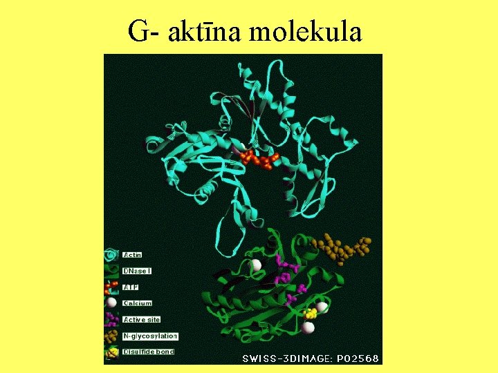 G- aktīna molekula 