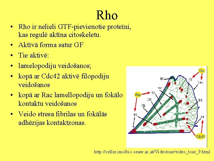 Rho • Rho ir nelieli GTF-pievienotie proteīni, kas regulē aktīna citoskeletu. • Aktīvā forma