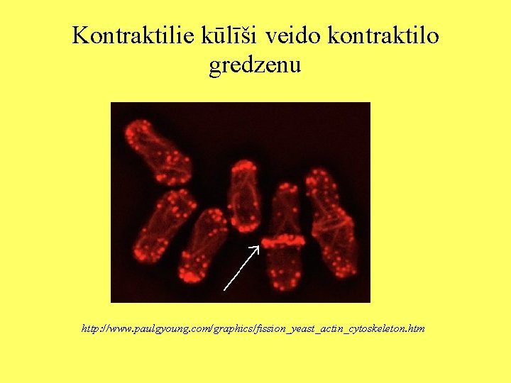 Kontraktilie kūlīši veido kontraktilo gredzenu http: //www. paulgyoung. com/graphics/fission_yeast_actin_cytoskeleton. htm 