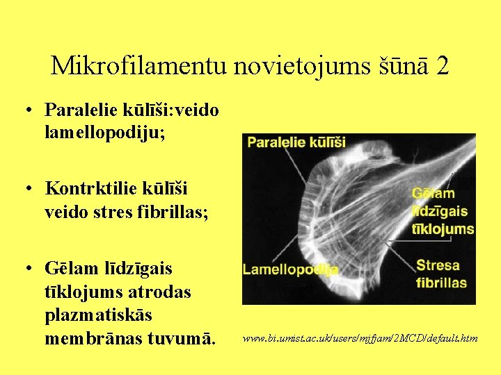 Mikrofilamentu novietojums šūnā 2 • Paralelie kūlīši: veido lamellopodiju; • Kontrktilie kūlīši veido stres