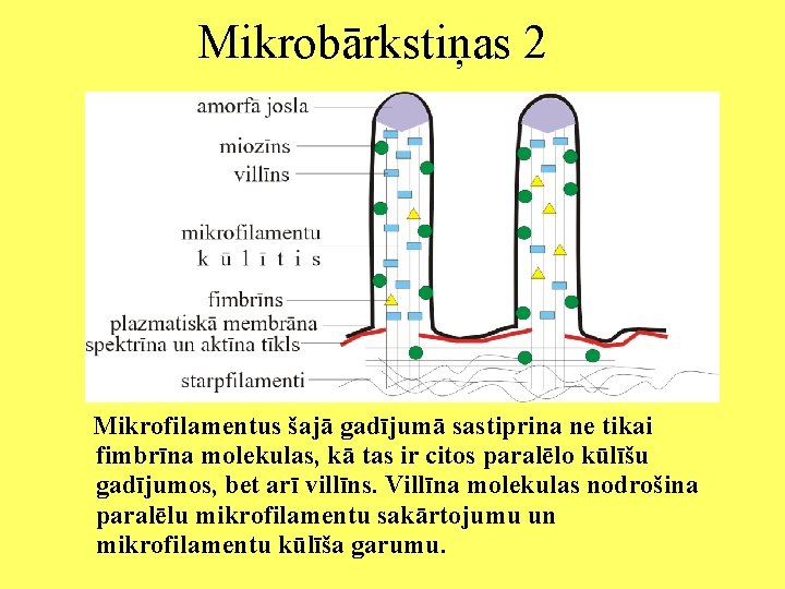 Mikrobārkstiņas 2 Mikrofilamentus šajā gadījumā sastiprina ne tikai fimbrīna molekulas, kā tas ir citos