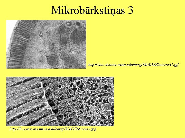 Mikrobārkstiņas 3 http: //bio. winona. msus. edu/berg/IMAGES/microvl 1. gif http: //bio. winona. msus. edu/berg/IMAGES/cortex.