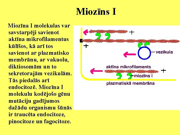 Miozīns I Miozīna I molekulas var savstarpēji savienot aktīna mikrofilamentus kūlīšos, kā arī tos