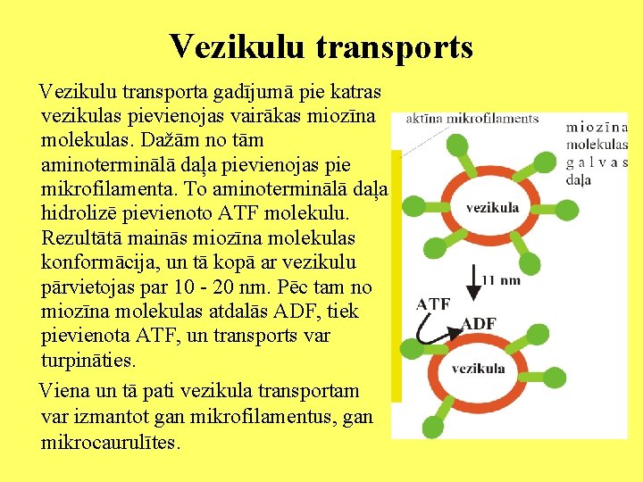 Vezikulu transports Vezikulu transporta gadījumā pie katras vezikulas pievienojas vairākas miozīna molekulas. Dažām no