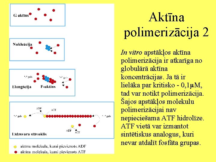 Aktīna polimerizācija 2 In vitro apstākļos aktīna polimerizācija ir atkarīga no globulārā aktīna koncentrācijas.