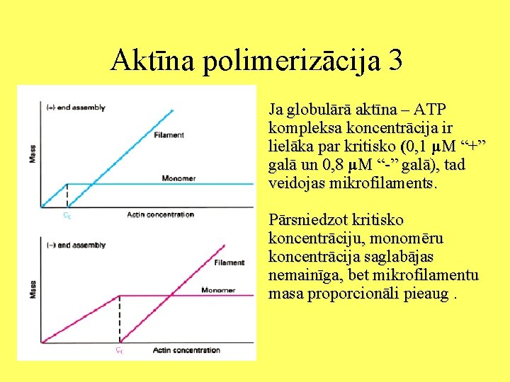 Aktīna polimerizācija 3 Ja globulārā aktīna – ATP kompleksa koncentrācija ir lielāka par kritisko