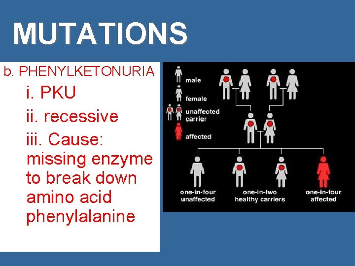 MUTATIONS b. PHENYLKETONURIA i. PKU ii. recessive iii. Cause: missing enzyme to break down