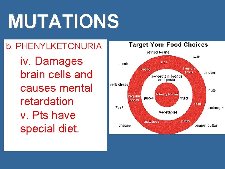 MUTATIONS b. PHENYLKETONURIA iv. Damages brain cells and causes mental retardation v. Pts have