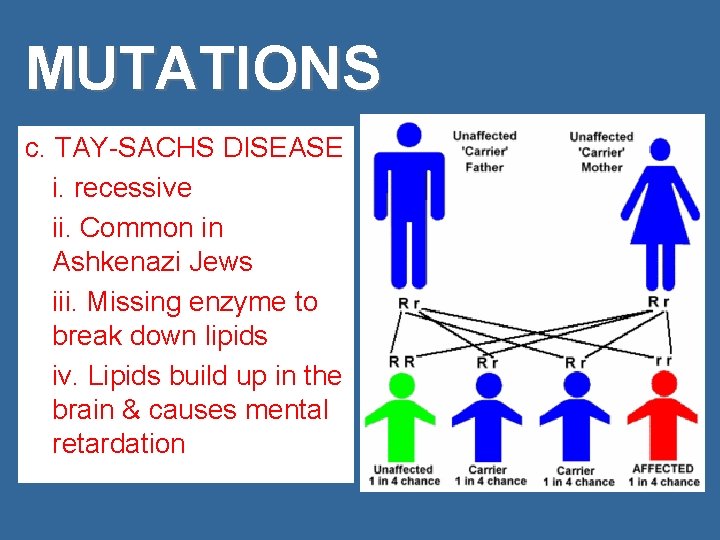 MUTATIONS c. TAY-SACHS DISEASE i. recessive ii. Common in Ashkenazi Jews iii. Missing enzyme