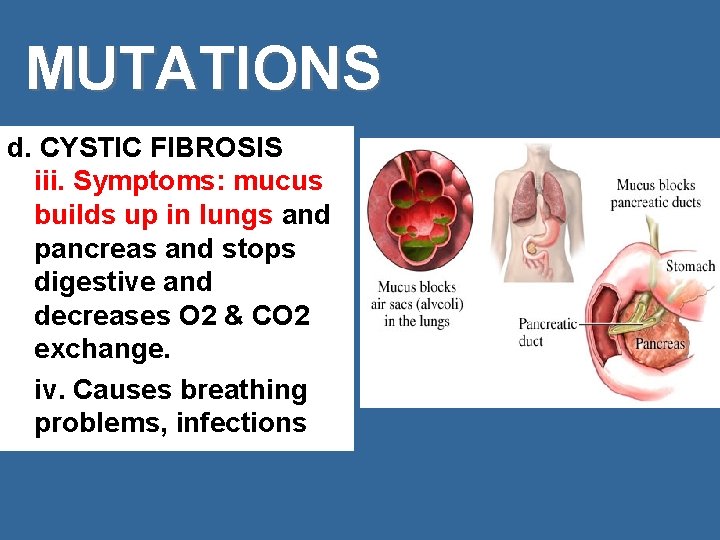 MUTATIONS d. CYSTIC FIBROSIS iii. Symptoms: mucus builds up in lungs and pancreas and