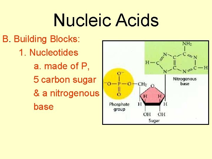 Nucleic Acids B. Building Blocks: 1. Nucleotides a. made of P, 5 carbon sugar