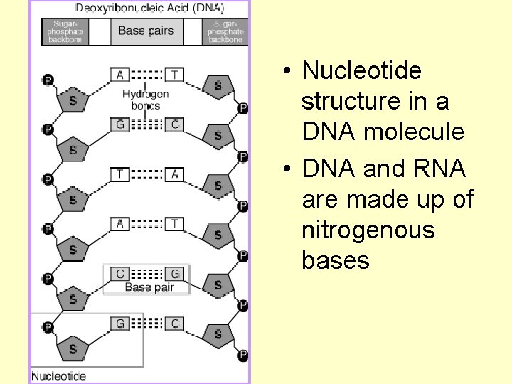  • Nucleotide structure in a DNA molecule • DNA and RNA are made