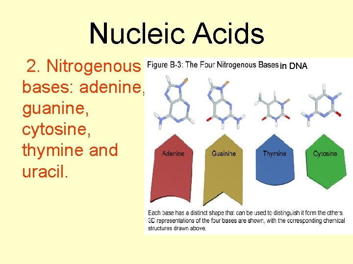 Nucleic Acids 2. Nitrogenous bases: adenine, guanine, cytosine, thymine and uracil. in DNA 