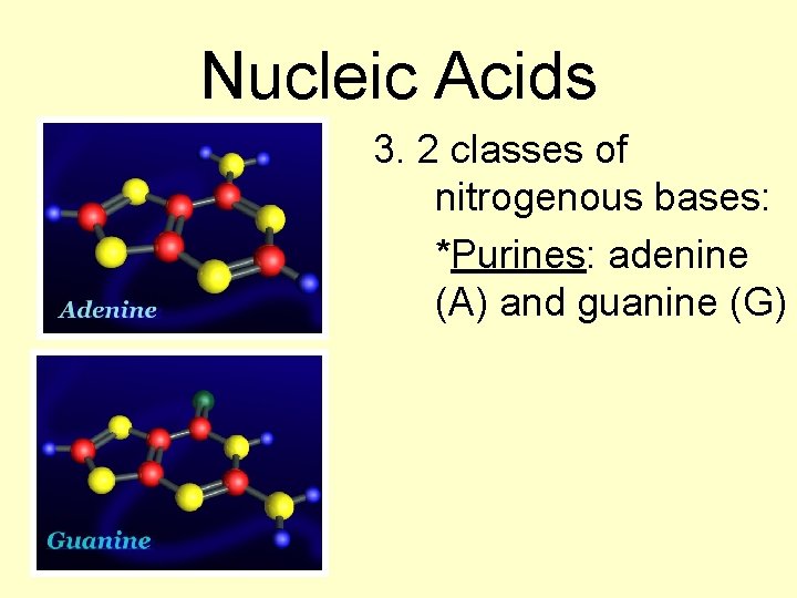 Nucleic Acids 3. 2 classes of nitrogenous bases: *Purines: adenine (A) and guanine (G)