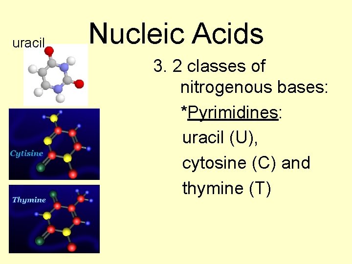 uracil Nucleic Acids 3. 2 classes of nitrogenous bases: *Pyrimidines: uracil (U), cytosine (C)