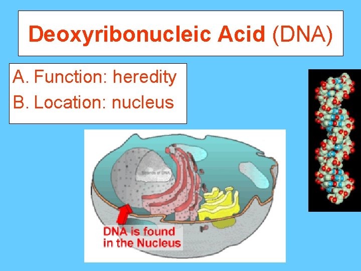 Deoxyribonucleic Acid (DNA) A. Function: heredity B. Location: nucleus 