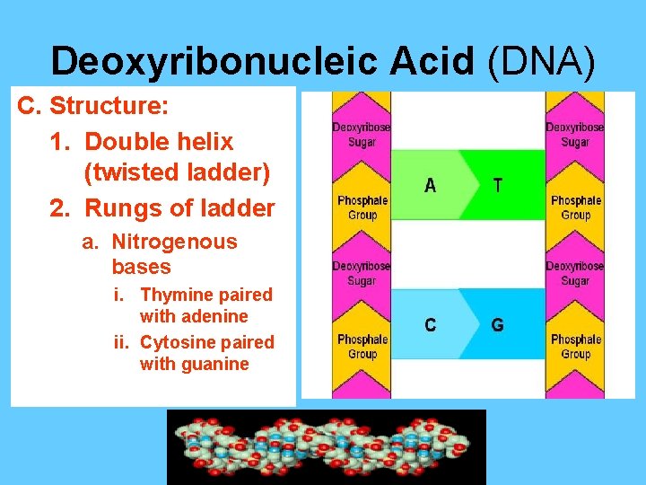 Deoxyribonucleic Acid (DNA) C. Structure: 1. Double helix (twisted ladder) 2. Rungs of ladder