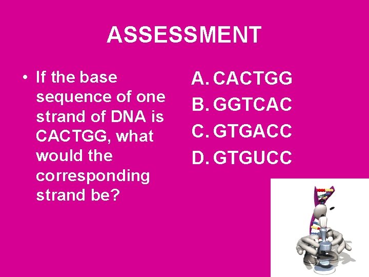 ASSESSMENT • If the base sequence of one strand of DNA is CACTGG, what