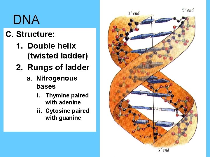 DNA C. Structure: 1. Double helix (twisted ladder) 2. Rungs of ladder a. Nitrogenous