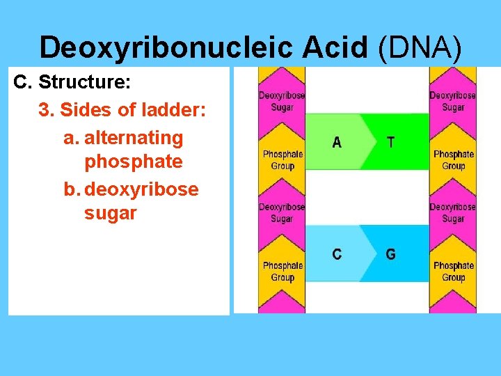 Deoxyribonucleic Acid (DNA) C. Structure: 3. Sides of ladder: a. alternating phosphate b. deoxyribose