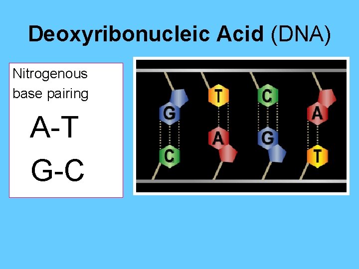 Deoxyribonucleic Acid (DNA) Nitrogenous base pairing A-T G-C 