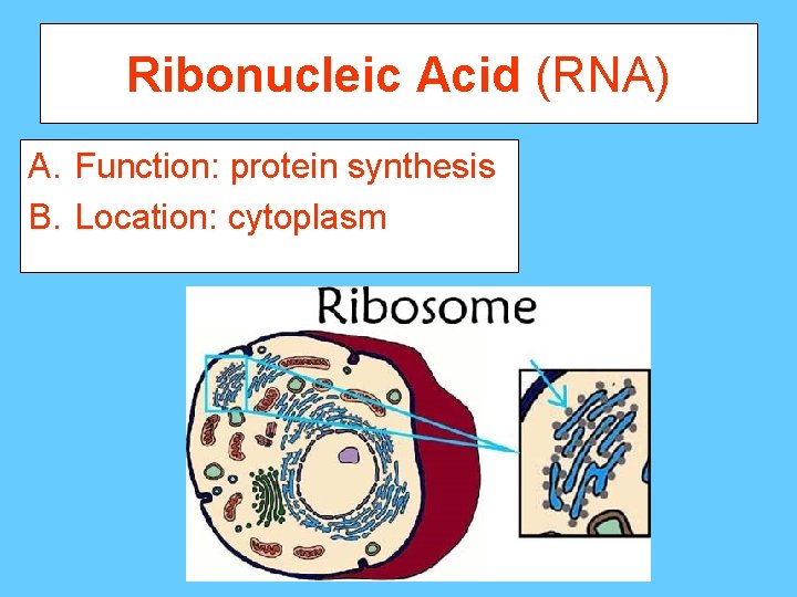 Ribonucleic Acid (RNA) A. Function: protein synthesis B. Location: cytoplasm 