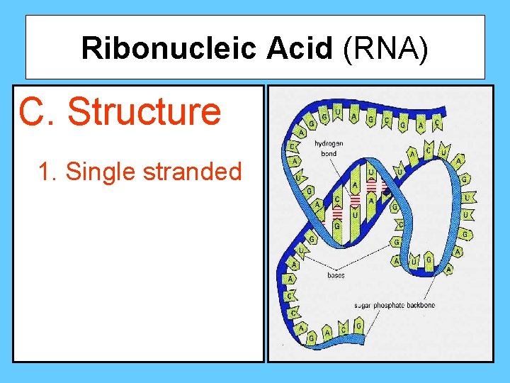 Ribonucleic Acid (RNA) C. Structure 1. Single stranded 