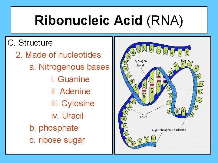 Ribonucleic Acid (RNA) C. Structure 2. Made of nucleotides a. Nitrogenous bases i. Guanine