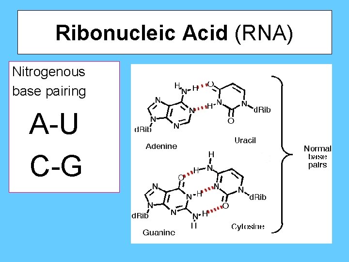 Ribonucleic Acid (RNA) Nitrogenous base pairing A-U C-G 