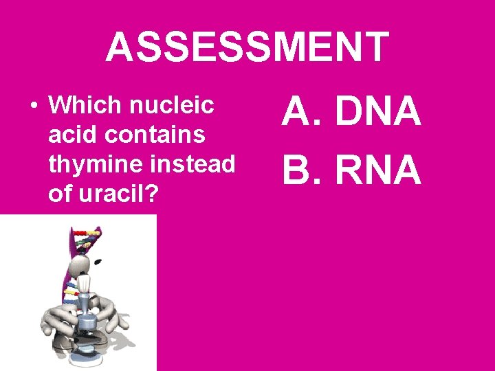 ASSESSMENT • Which nucleic acid contains thymine instead of uracil? A. DNA B. RNA