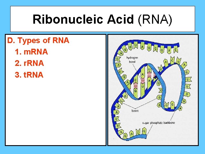 Ribonucleic Acid (RNA) D. Types of RNA 1. m. RNA 2. r. RNA 3.