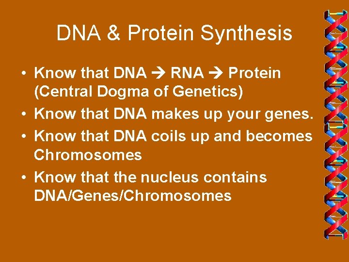 DNA & Protein Synthesis • Know that DNA RNA Protein (Central Dogma of Genetics)