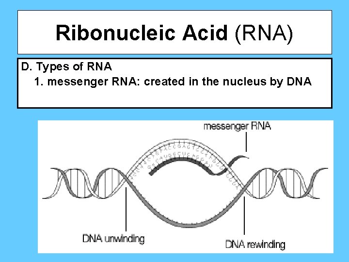 Ribonucleic Acid (RNA) D. Types of RNA 1. messenger RNA: created in the nucleus