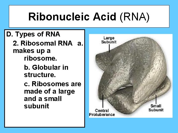 Ribonucleic Acid (RNA) D. Types of RNA 2. Ribosomal RNA a. makes up a