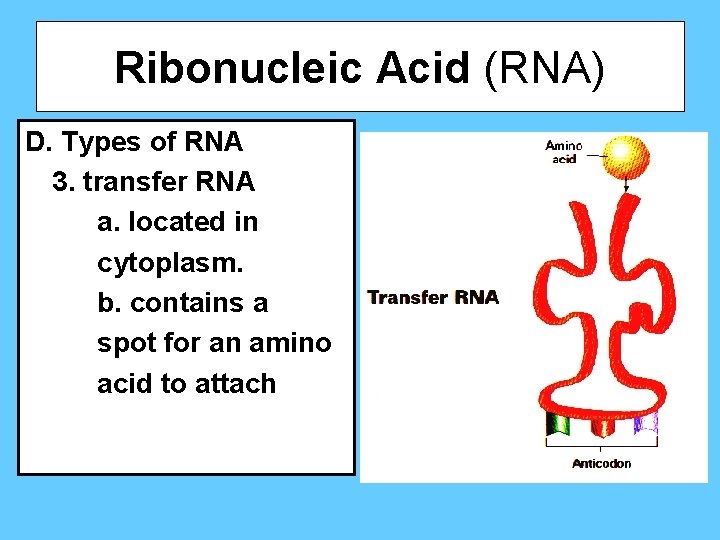 Ribonucleic Acid (RNA) D. Types of RNA 3. transfer RNA a. located in cytoplasm.