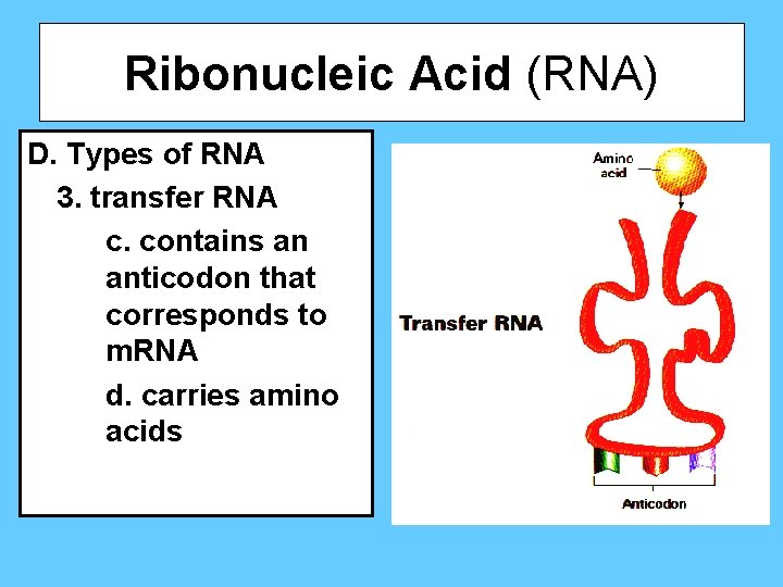 Ribonucleic Acid (RNA) D. Types of RNA 3. transfer RNA c. contains an anticodon