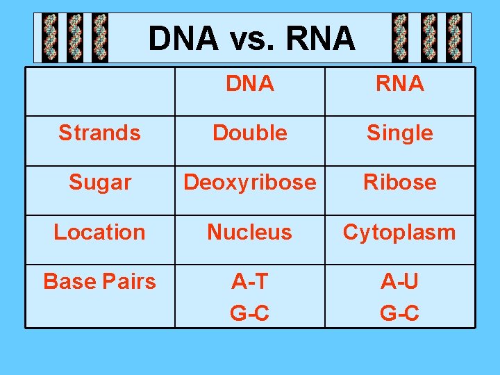 DNA vs. RNA DNA RNA Strands Double Single Sugar Deoxyribose Ribose Location Nucleus Cytoplasm